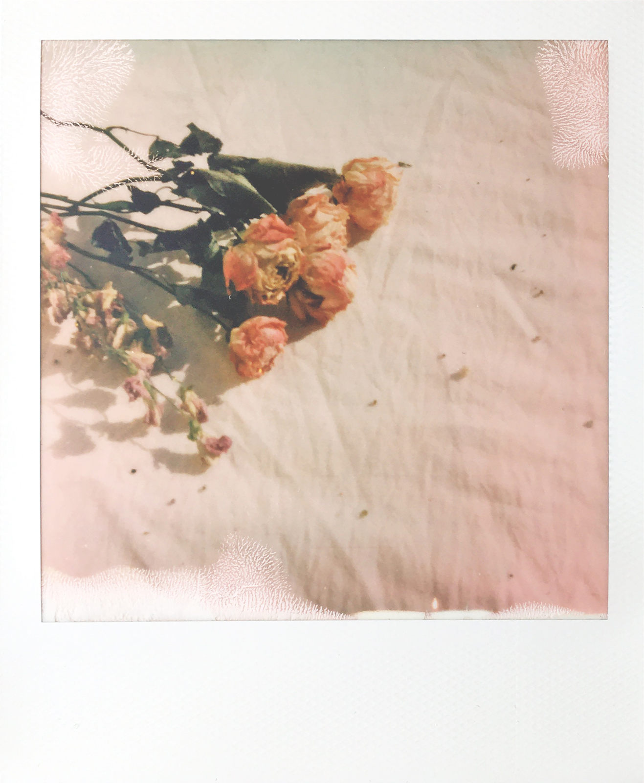 Instax Photo of Dried flowers on White Cloth