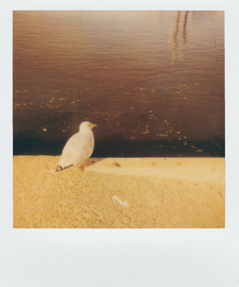 Polaroid Photo Of Bird